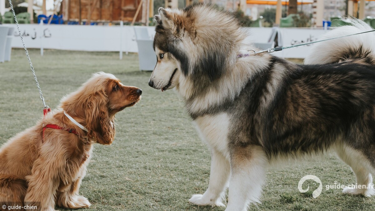 chien petit vs grand