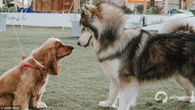 chien petit vs grand