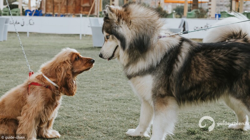 chien petit vs grand