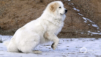 CHIEN DE MONTAGNE DES PYRENEES