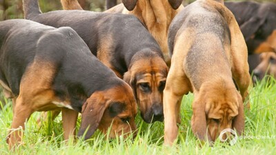 CHIEN DE SAINT HUBERT