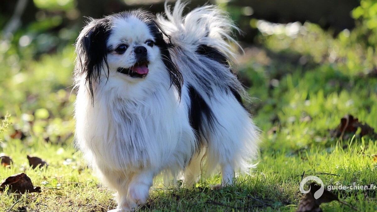 Japanese Chin