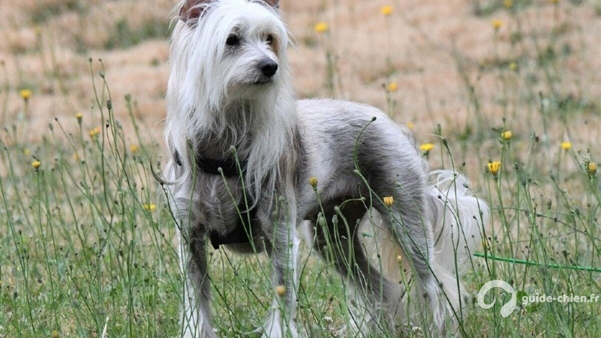 Chien chinois à crête