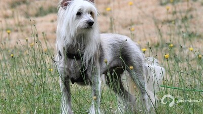 Chien chinois à crête