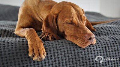Chien endormi