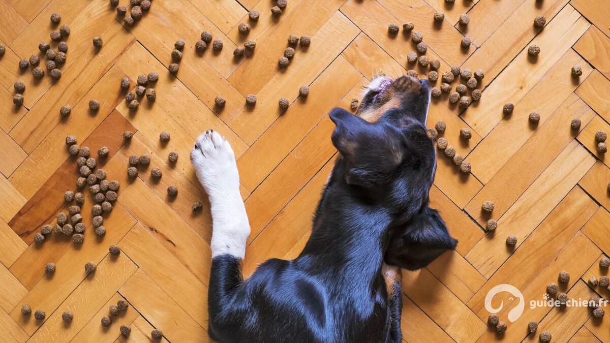 dog food