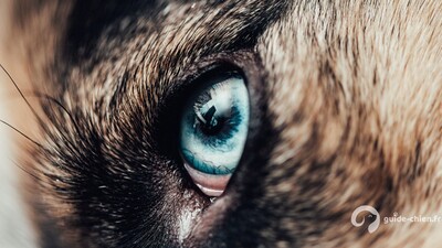 Yeux de chien bleu ciel