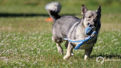 VALLHUND SUEDOIS - SPITZ DES VISIGOTHS