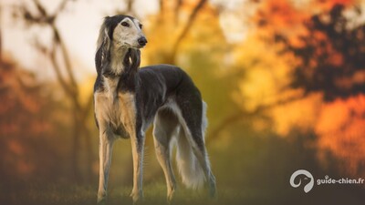 SALUKI