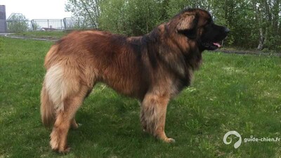 CHIEN DE BERGER ROUMAIN DES CARPATHES