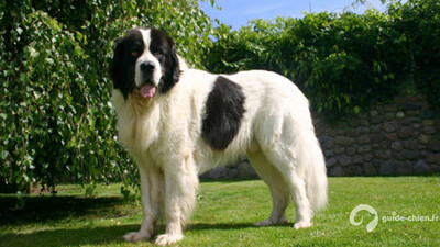 CHIEN DE BERGER ROUMAIN DE BUCOVINE