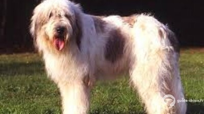 CHIEN DE BERGER ROUMAIN DE MIORITZA