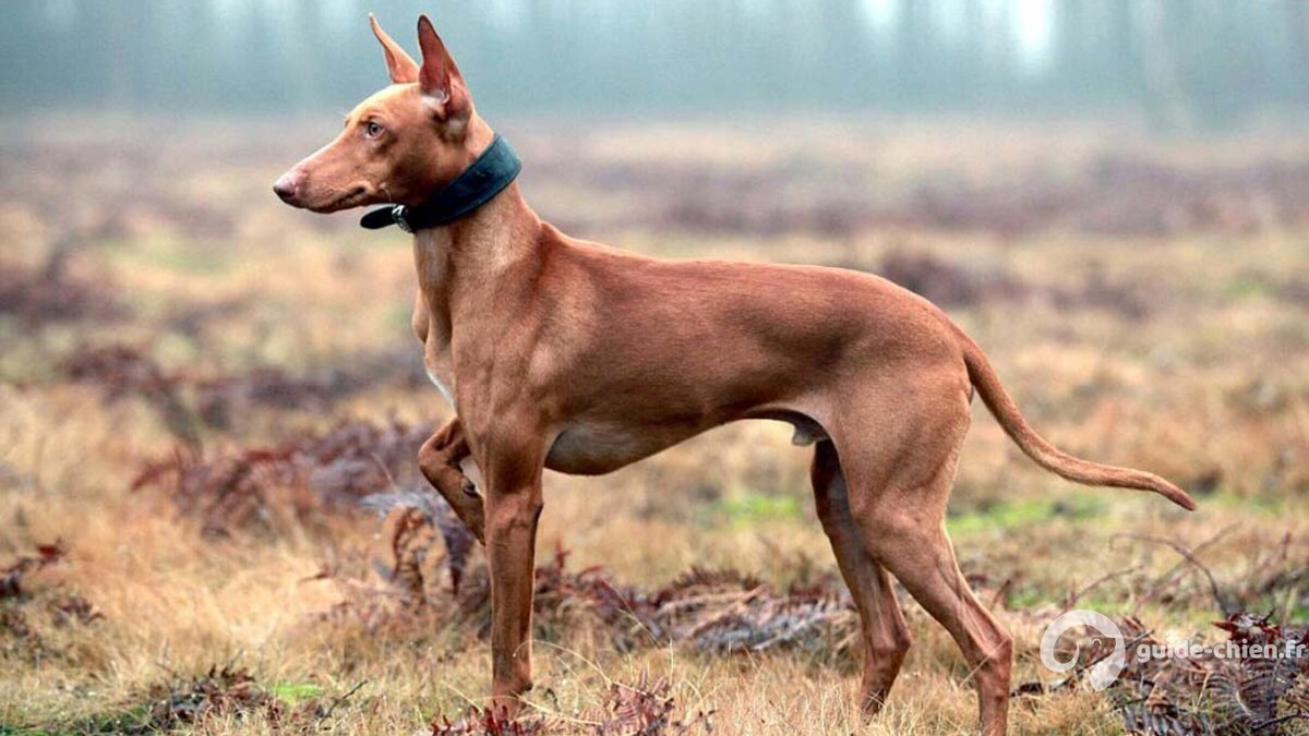 CIRNECO DE L ETNA