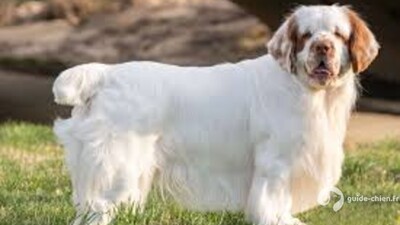 CLUMBER SPANIEL