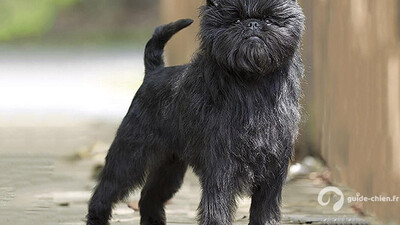 Affenpinscher
