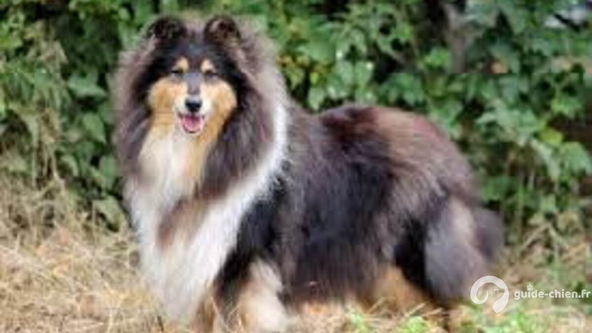 COLLIE A POIL LONG