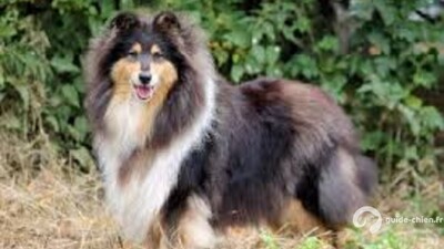COLLIE A POIL LONG