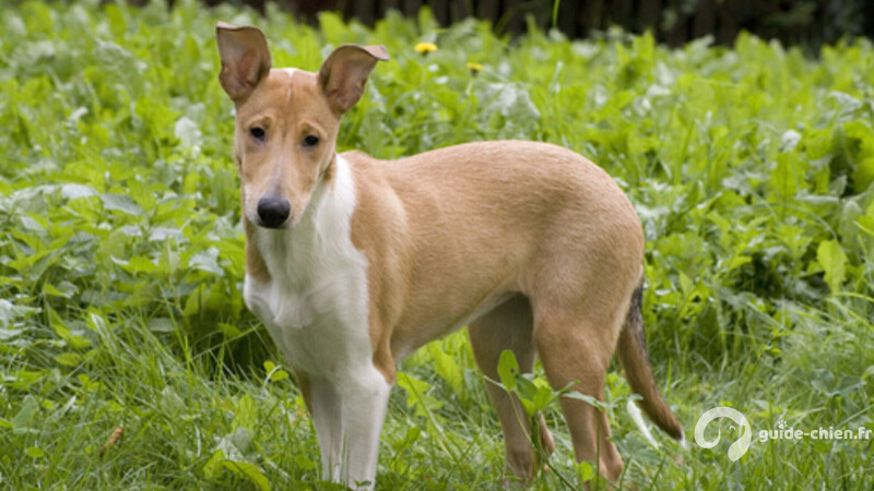 COLLIE A POIL COURT