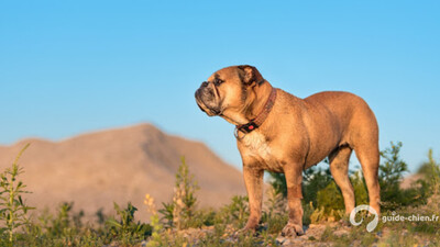 BULLDOG CONTINENTAL