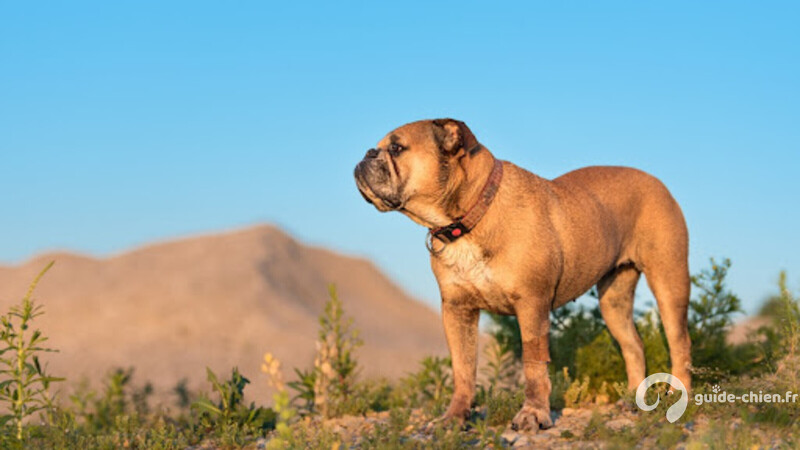 BULLDOG CONTINENTAL