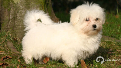 COTON DE TULEAR