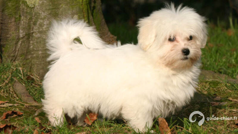 COTON DE TULEAR