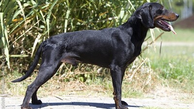 CHIEN COURANT DE MONTAGNE DU MONTENEGRO