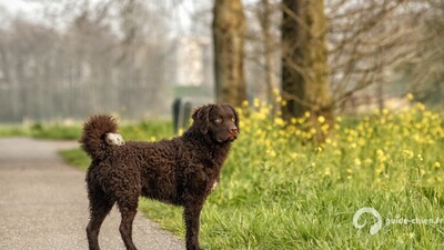 RETRIEVER A POIL BOUCLE