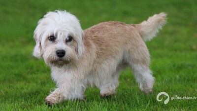 DANDIE DINMONT TERRIER