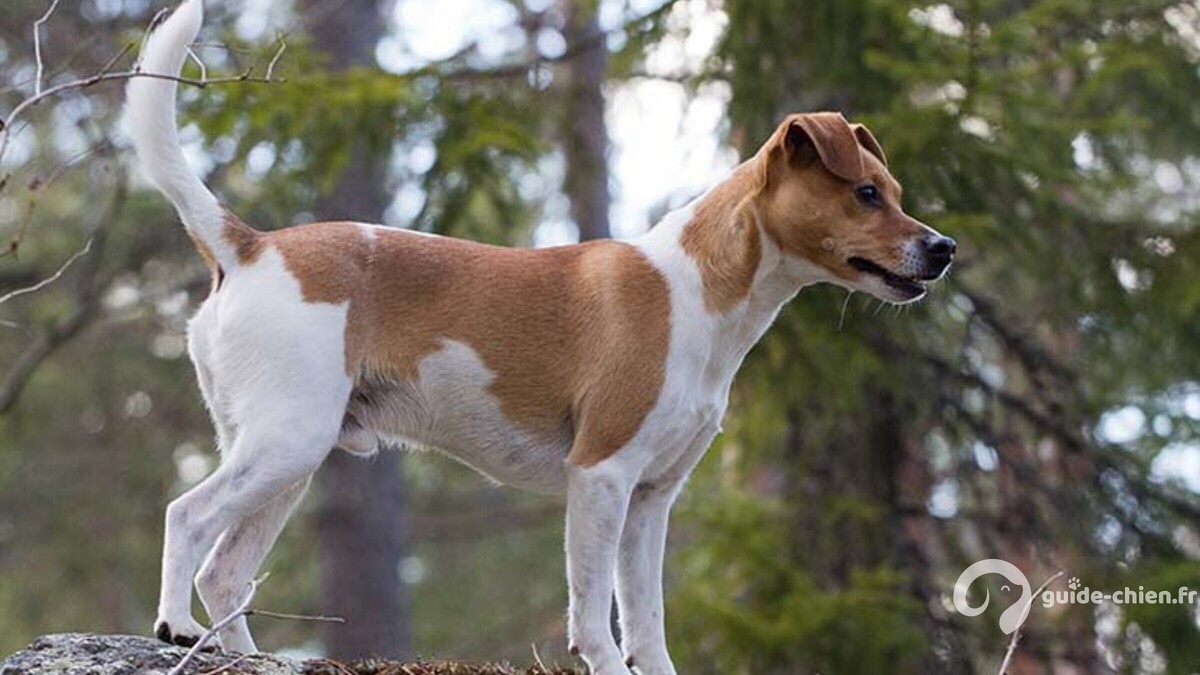 CHIEN DE FERME DANO SUEDOIS