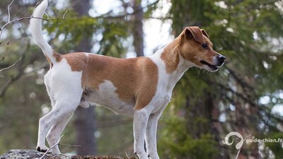 CHIEN DE FERME DANO SUEDOIS