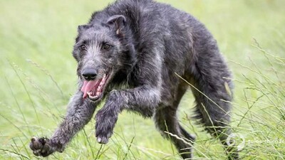 DEERHOUND