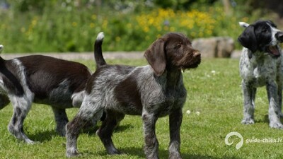CHIEN D'ARRET ALLEMAND A POIL DUR