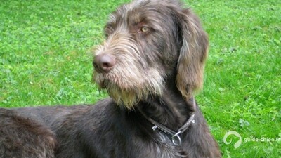 CHIEN D ARRET ALLEMAND A POIL RAIDE