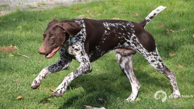 BRAQUE ALLEMAND A POIL COURT