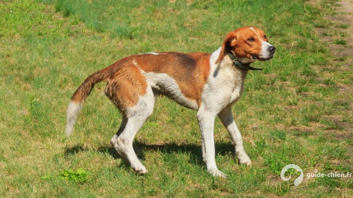 BRACHET ALLEMAND