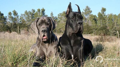 DOGUE ALLEMAND