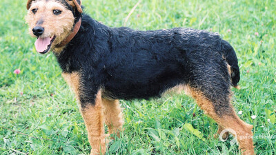 TERRIER DE CHASSE ALLEMAND
