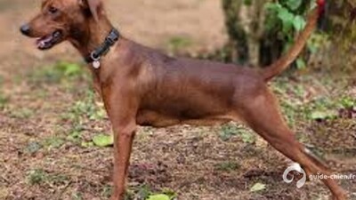 PINSCHER ALLEMAND