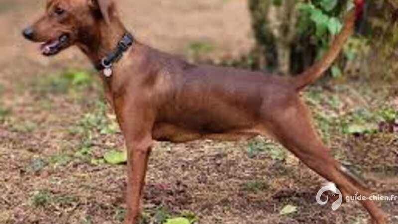 PINSCHER ALLEMAND