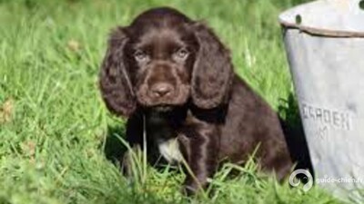 CHIEN D OYSEL ALLEMAND