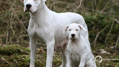 DOGUE ARGENTIN