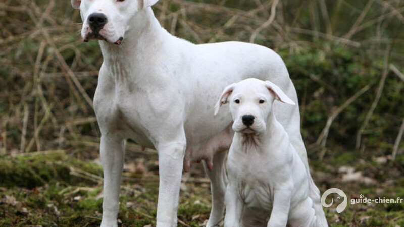 DOGUE ARGENTIN