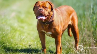 DOGUE DE BORDEAUX