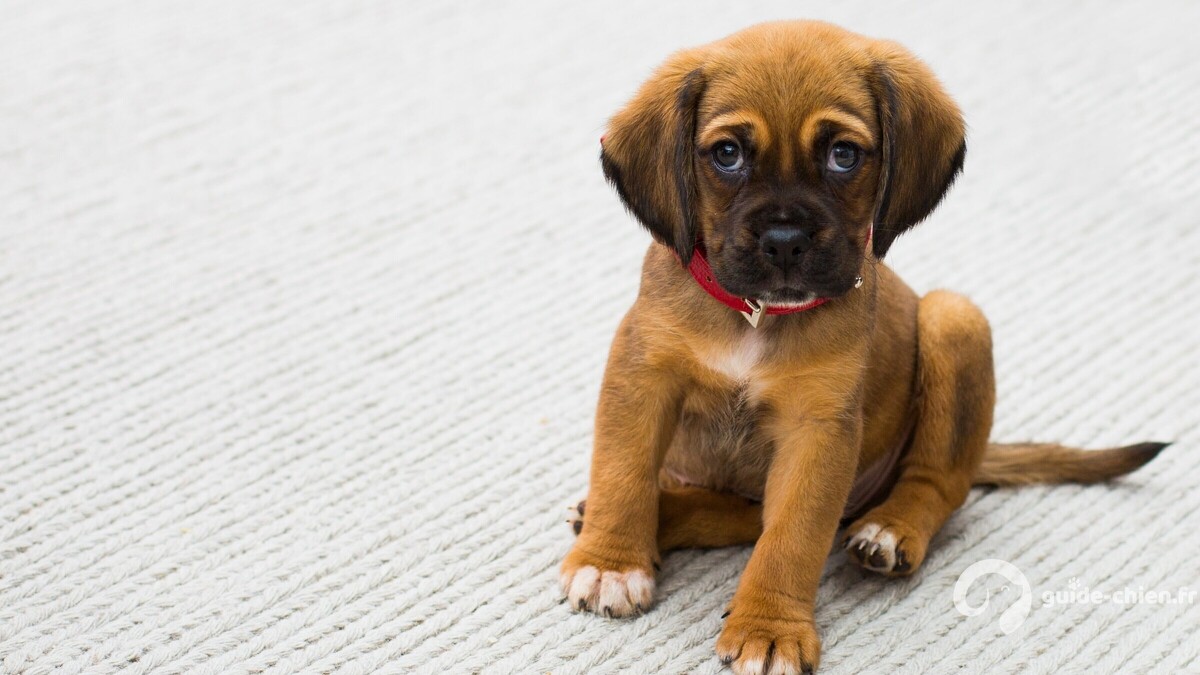 Chiot Boxer