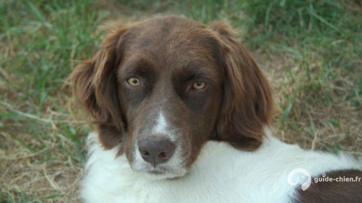 CHIEN DE PERDRIX DE DRENTE