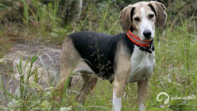 CHIEN COURANT NORVEGIEN