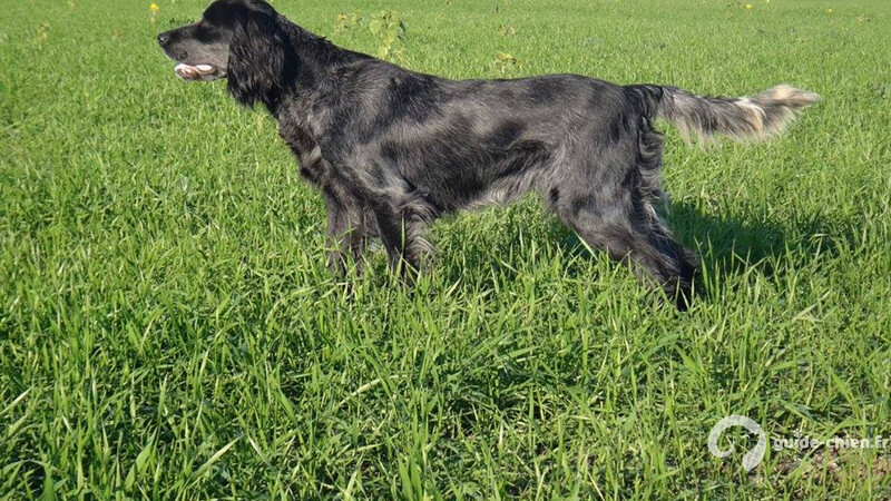 EPAGNEUL BLEU DE PICARDIE