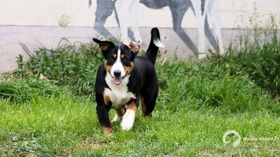 BOUVIER DE L ENTLEBUCH