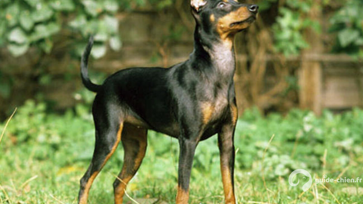 TERRIER ANGLAIS D AGREMENT NOIR ET FEU